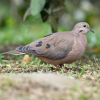 Eared Dove